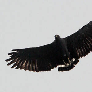 Descubren anidación en El Cielo del Águila Elegante, ave sudamericana en  extinción - Ambientum Portal Lider Medioambiente