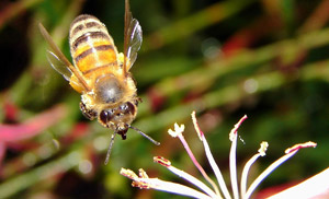 ABEJA