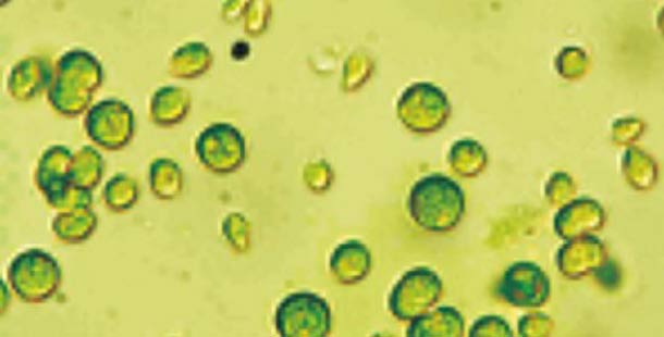 Alga-Chlamydomonas-4