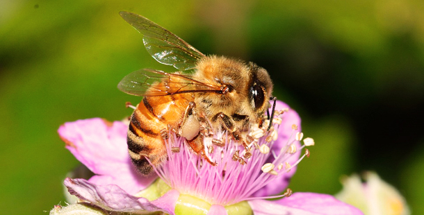 que matan las abejas - Ambientum Portal Lider Medioambiente