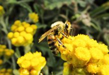 Los pesticidas y la desnutrición matan a las abejas