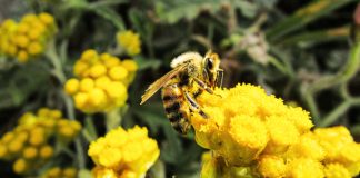 Los pesticidas y la desnutrición matan a las abejas