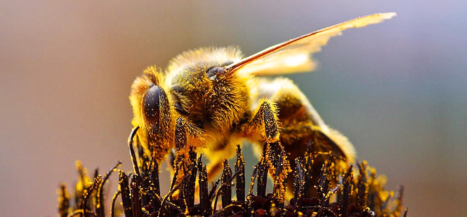 La erosión de la biodiversidad