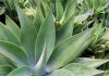 Hallan nuevas especies de agave, la planta del tequila