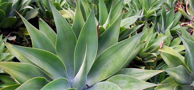 Hallan nuevas especies de agave, la planta del tequila