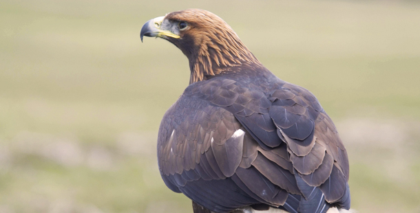 Águila real - Ambientum Portal Lider Medioambiente