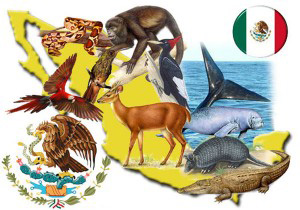Más de 2000 especies se encuentra en peligro de extinción en México -  Ambientum Portal Lider Medioambiente