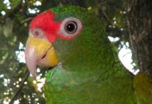 El comercio de aves silvestres ha caído alrededor del 90% a nivel mundial