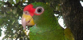 El comercio de aves silvestres ha caído alrededor del 90% a nivel mundial