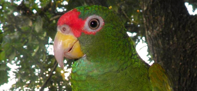 El comercio de aves silvestres ha caído alrededor del 90% a nivel mundial