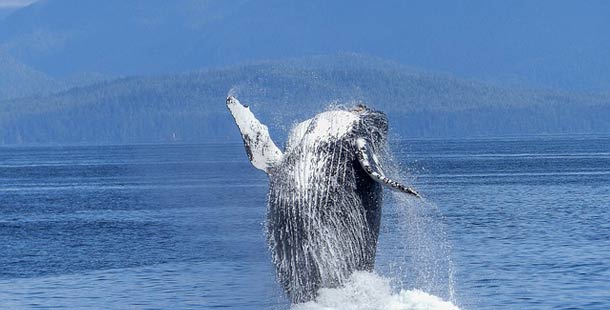 Animales marinos en peligro - Ambientum Portal Lider Medioambiente