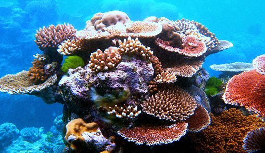 2018 es el Año Internacional de los Arrecifes de Coral