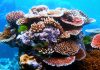 Los plásticos afectan gravemente a los corales