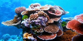 Los plásticos afectan gravemente a los corales