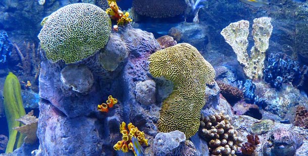 Científicos piden más esfuerzos para salvar la Gran Barrera de Coral - Ambientum Portal Lider Medioambiente