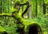 La tala de árboles del bosque Bialowieza incumple las normas europeas