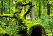 La tala de árboles del bosque Bialowieza incumple las normas europeas