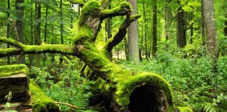 La tala de árboles del bosque Bialowieza incumple las normas europeas
