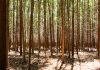 La Ley de Montes versus recalificaciones de los suelos tras un incendio forestal