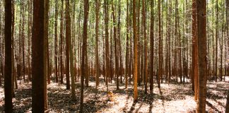 La Ley de Montes versus recalificaciones de los suelos tras un incendio forestal