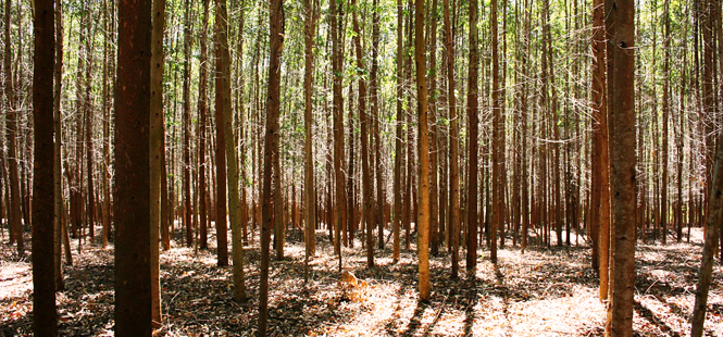 La Ley de Montes versus recalificaciones de los suelos tras un incendio forestal