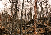 La deforestación nos incumbe a todos