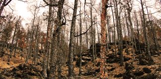 La ola de incendios en Galicia ha quemado 11.500 hectáreas