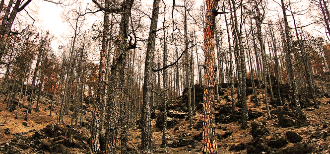 La ola de incendios en Galicia ha quemado 11.500 hectáreas