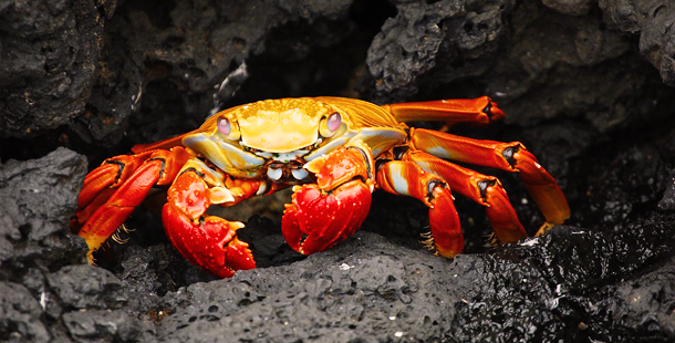 Animales marinos en peligro - Ambientum Portal Lider Medioambiente