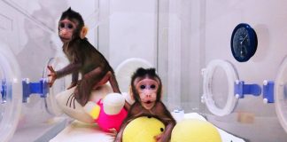 Clonan a dos monos en China