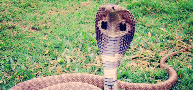 cobra-serpiente Curiosidades sobre la cobra que desconocías