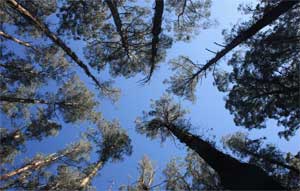 Denuncia ante Europa las fumigaciones masivas con en Galicia - Ambientum Portal Medioambiente