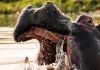 ¿Por qué subasta Tanzania dientes de hipopótamo?