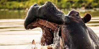 ¿Por qué subasta Tanzania dientes de hipopótamo?