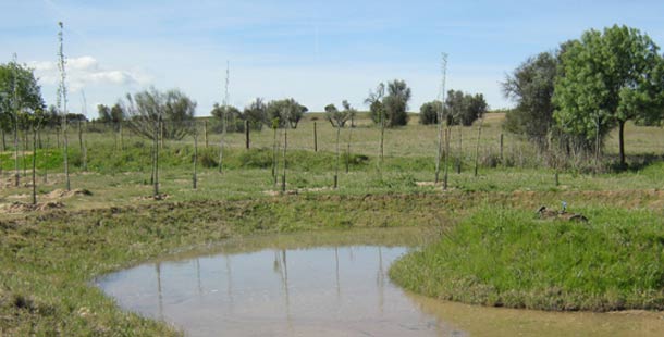 ecosistema-humedal-renovables