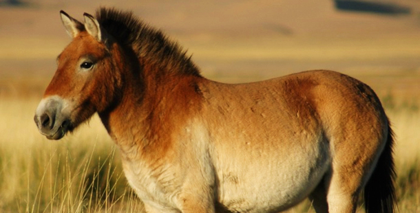 Todos los caballos salvajes del mundo se han extinguido