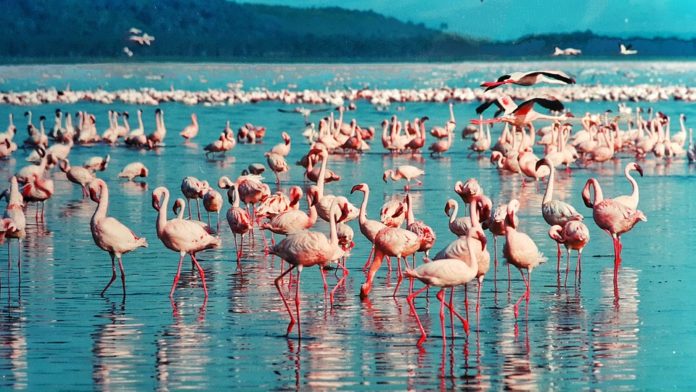 seriamente elegante Primitivo Por qué son rosas los flamencos? - Ambientum Portal