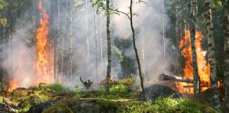 Los incendios del norte de España dañan a 13 espacios de la Red Natura 2000