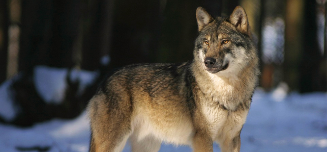 El lobo vuelve a Europa