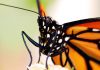 La mariposa monarca está en peligro