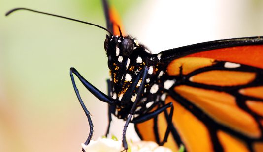 La mariposa monarca está en peligro