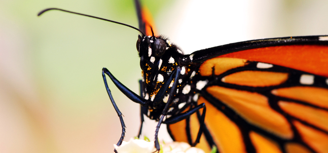 La mariposa monarca está en peligro