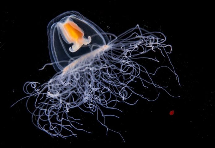 La única especie inmortal de la Tierra es una medusa