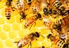 El cambio climático está poniendo en riesgo todos los beneficios que aportan las abejas