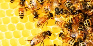 El cambio climático está poniendo en riesgo todos los beneficios que aportan las abejas