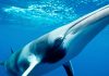 Las ballenas minke comen al estilo "Comecocos"