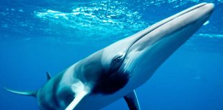 Las ballenas minke comen al estilo "Comecocos"