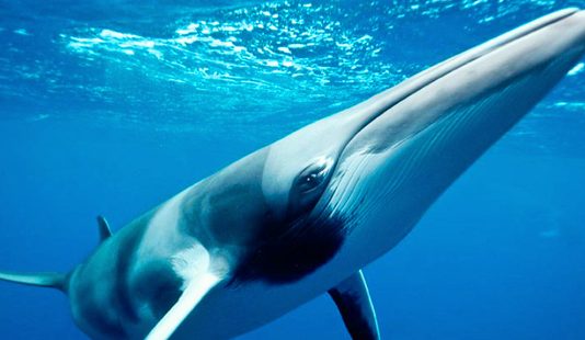Las ballenas minke comen al estilo "Comecocos"