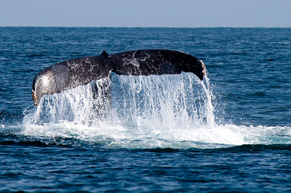 Animales marinos en peligro - Ambientum Portal Lider Medioambiente