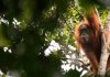 Dramático declive de la población del orangután de Borneo